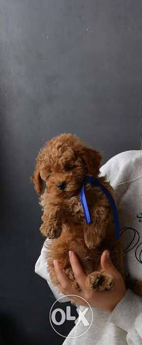 He’s A male With Blue Ribbon Just arrived From Europe Poodle Toy size 2