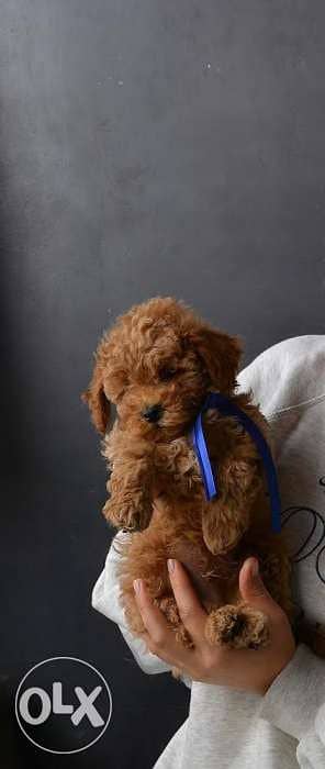 He’s A male With Blue Ribbon Just arrived From Europe Poodle Toy size 4