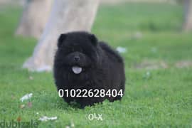 available black male chow chow 0