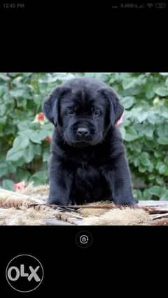 Imported black labrador from Europe with Pedigree جراوي لابرادور اسود 0