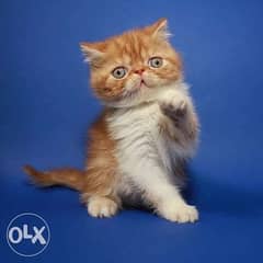 Availabile NOW Top Imported Exotic kittens 0