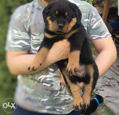 Imported Rottweiler puppies with European Passport and Pedigree - Dogs -  150016778