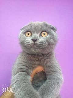 imported scottish fold kittens we ship to all countries and deliver 0