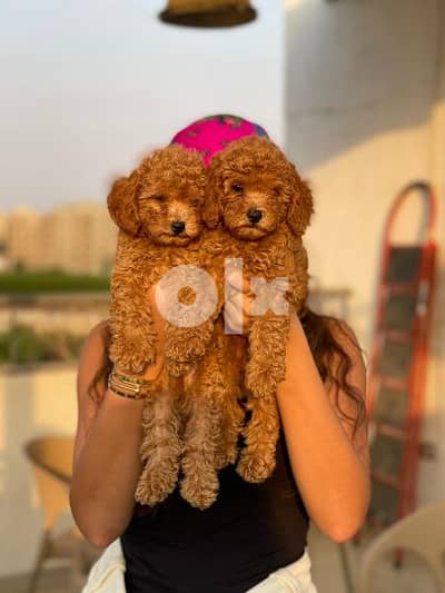 available now in Egypt toy poodle high quality 0