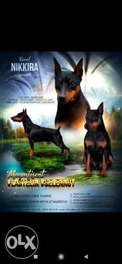 Imported mini pinscher puppies 0