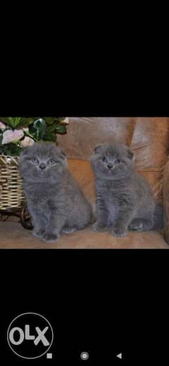 Imported Scottish fold kittens قطط سكوتش فولد مستوردة من اوروبا 0